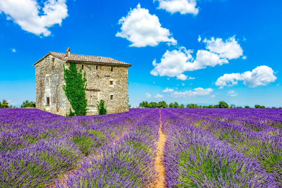 Lavendel Frankreich AdobeStock 164149737