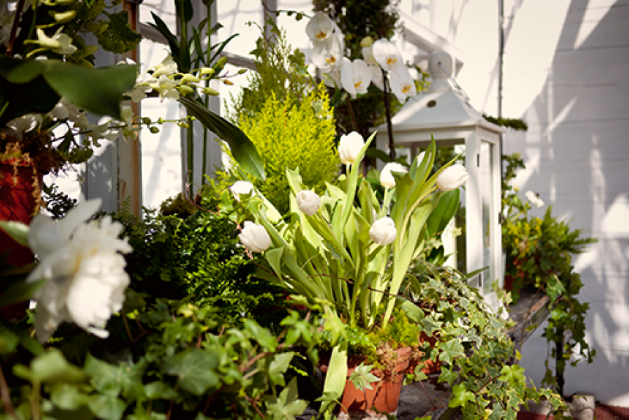 The Conservatory of the Glasshouse at Glenapp Castle