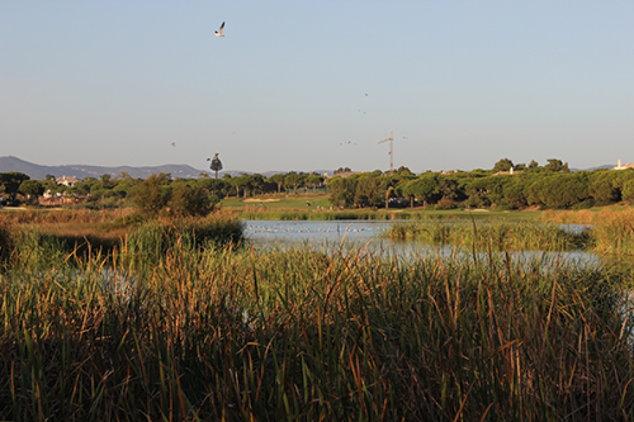 Ria FormosaCredit lcoelho