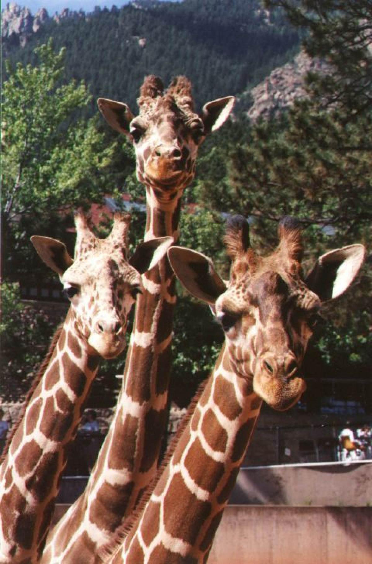 AFRICAN RIFT Cheyenne Mountain Zoo